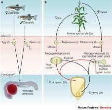 The second is mitotic phase. Comparison Of Plant And Animal Life Cycles A Animal Life Cycle In Download Scientific Diagram