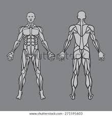At moment i am concentrating on back anatomy in form of skeleton, muscles, which i need to colour in and label to show i know. Shutterstock Puzzlepix