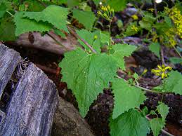 Image result for Senecio deltoideus