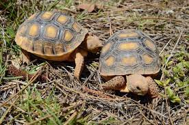 Gopher Tortoise Facts Information Hd Pictures And All Details