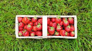 Wann immer die früchte entsprechend reif sind. Erdbeeren Selber Pflucken Was Auf Den Erdbeerfeldern Heuer Anders Ist Bayern 1 Radio Br De