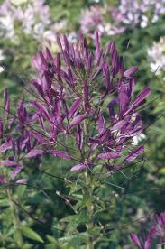 Image result for Cleome spinosa