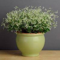 Image result for Euphorbia graminea