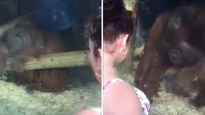 Avoir ses règles ne protège pas d'une grossesse. La Reaction Etonnante D Un Orang Outan Face A Une Femme Enceinte