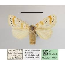 Image result for Eriosema flemingioides