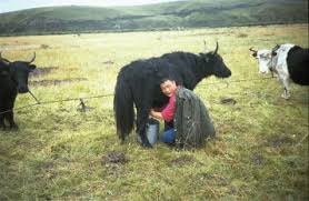 A woman slaughters a rabbit/how to slaughter a rabbit. Yaks An Overview Sciencedirect Topics