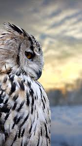 Senora Owl Wallpaper Owl Wallpaper Iphone Cute Owls Wallpaper