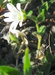 Image result for Cerastium afromontanum