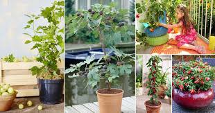 Every variety in this lineup is ideally suited to container gardening and has excellent vigor and disease resistance. 21 Fruits You Can Grow In Balcony Rooftop Patio Balcony Garden Web