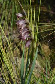 Image result for Gladiolus unguiculatus