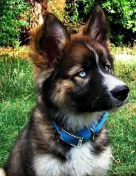 Our best guess at breed is siberian. German Shepherd Husky Puppies For Sale Near Me Cheap Buy Online