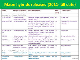 Nk 30 hybrid (syngenta seeds) Benchmarking Indian Maize Varieties Ppt Video Online Download