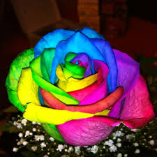 Flowery wallpaper dye flowers flowers rainbow tie dye roses rose art party creative dye. Pin By Juli On Miscellaneous Rainbow Flowers Rainbow Roses Beautiful Flowers Wallpapers