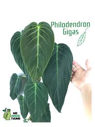 Check spelling or type a new query. Philodendron Gigas Philodendron Gigas Philodendron Houseplant Aesthetic