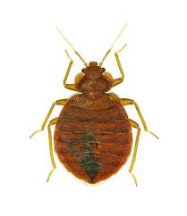 Guests praise the pleasant rooms. Bed Bug Exterminators Hydrex Pest Control Of Glendale Burbank