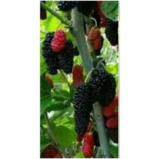 Pokok mulberry didi & friends ft bella, mika, noah. 4 5 Anak Pokok Mulberry Dalam Pasu 13cm Pokok Buah Organik Shopee Malaysia