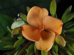 Image result for Ixora burundiensis