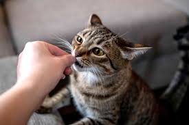 You need a good night's sleep, but your furry friend doesn't seem to be on the same schedule. Reasons Why Your Cat Wakes You At Night And How To Stop It