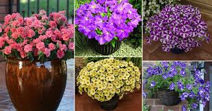 This velvety shimmering black petunia has a deep purple that looks black at first glance. 40 Beautiful Types Of Petunias Best Petunia Varieties