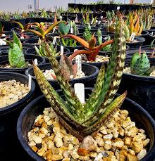 Image result for Aloe cameronii × greatheadii