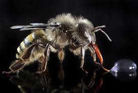 This is the most stunning collection of bees photography ever produced, complete with insightful commentary from a dozen of leading bee experts, including dr. Honey Bee Insect Models Julia Stoess