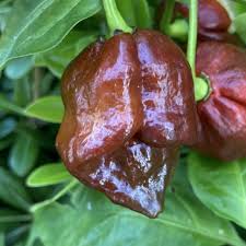 This is the chocolate version of the trinidad moruga scorpion that scored a world record heat of over 2,000,000 scoville units. Chocolate Trinidad Scorpion Pepper Seeds Tyler Farms
