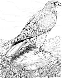 Hawk Coloring Page From Hawks Category Select From 27237 Printable Crafts Of Cartoons Nature Animal Bird Coloring Pages Animal Coloring Pages Coloring Pages