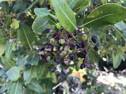 Image result for Apodytes dimidiata