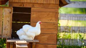 She has the ability to throw weapons which deals more damage as she levels up. 5 Ways To Protect Your Chickens From Fowl Play Chicken Raising Tips
