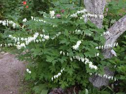 Image result for Dicentra spectabilis alba