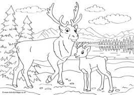 Here's a lovely reindeer to print for the kids to colour in. Reindeer Colouring Pages