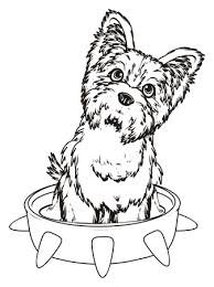 Country living editors select each product featured. Coloring Yorkshire Terrier Stock Photo Picture And Royalty Free Image Image 83891850
