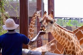 Dubai safari park is situated in al warqa 5 at aweer road within a region 400 hectares and includes safari, butterfly park, golf courses, recreational and entertainment areas. Dubai S Safari Park Reopens With New Adventures After Two Year Closure Arab News