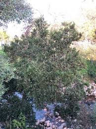 Image result for Ilex mitis