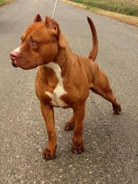 May 16, 2016 · american dog breeders association american pit bull terrier color chart for color identification of adba registered dogs. Pitbull Terrier Bully Dog Bull Terrier Dog