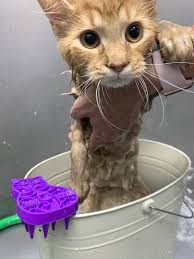 This is because baths are stressful for cats, and frequent washing can lead to skin problems. Cat Bath Cat Bath Long Haired Kittens Cat Grooming