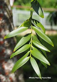 Image result for Agathis