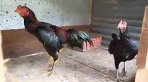 Seekor babon, adalah mesin utama dalam sebuah peternakan, dan khusus untuk urusan breeding, sering berperan lebih 'penting' daripada jago. Contoh Kandang Kawinan Indukan Untuk Ayam Bangkok Youtube