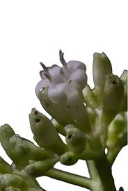 Image result for Psychotria succulenta