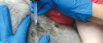 Image result for what do Mallophaga look like in dog fur