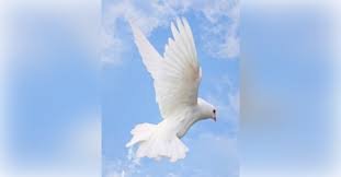 Obituary information for Phyllis Raymond