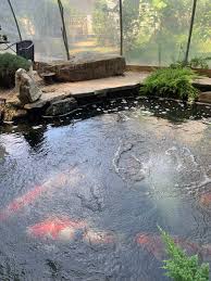 Koi fish need a lot of space. Koi Pond In Winter Preparation Tips And Survival Guide