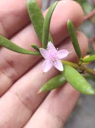 Image result for Sesuvium portulacastrum