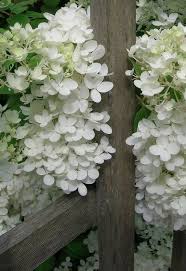 Dans Mon Jardin Secret Il Y A White Flowers Flowers Beautiful Flowers