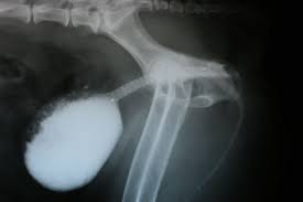 Clinically, symptoms of bladder cancer usually resemble a urinary tract infection. Urinary Bladder Cancer In Dogs