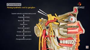Another group of autonomic ganglia are the terminal ganglia that receive central input from cranial nerves or sacral spinal nerves and are responsible for regulating the parasympathetic aspect of homeostatic mechanisms. Pterygopalatine Ganglion Head And Neck Animated Gross Anatomy Youtube