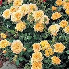 Across (2.5 cm), packed with up to 25 petals. Rose Yellow Fairy Shrub Rose Van Meuwen