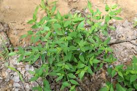 Image result for Megalochlamys hamata