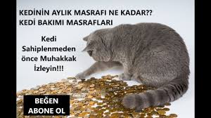Kedi Bakimi Masraflari Sahiplenme Maliyeti Aylik Sabit Giderler Ekstra