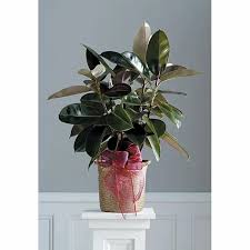 Image result for F kus Ficus